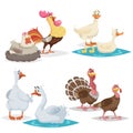 Cute cartoon farm birds set. Couple birds collection. Rooster and hen, ducks, geese and turkeys. Farm animals. Vecor illustrations Royalty Free Stock Photo