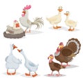 Cute cartoon farm birds set. Couple birds collection. Rooster and hen, ducks, geese and turkeys. Farm animals. Vecor illustrations Royalty Free Stock Photo