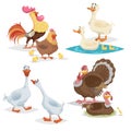 Cute cartoon farm birds set. Couple birds collection. Rooster and hen, ducks, geese and turkeys. Farm animals. Vecor illustrations