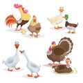 Cute cartoon farm birds set. Couple birds collection. Rooster and hen, ducks, geese and turkeys. Farm animals. Vecor illustrations Royalty Free Stock Photo