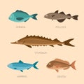 Cute cartoon flat fishes