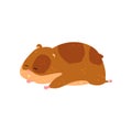 Cute cartoon hamster character sleeping, funny brown rodent animal pet vector Illustration on a white background