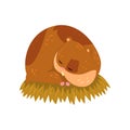 Cute cartoon hamster character sleeping on the straw, funny brown rodent animal pet vector Illustration on a white