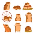 Cute cartoon hamster characters set, funny animal in different situations vector Illustrations Royalty Free Stock Photo