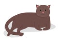 Cute cartoon kitty with brown colored fur lies on the floor, shorthair nice fluffy pet friend