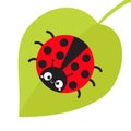 Cute cartoon lady bug sitting on green leaf. Cute icon. Cartoon funny character. Smiling face. White background. Isolated. Baby il Royalty Free Stock Photo