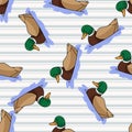 Cute cartoon mallard duck on pond seamless vector pattern. Wildlife animal waterfowl for nature lovers illustration. Fun