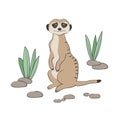 Cute cartoon Meerkat isolated on white background