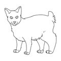Cute cartoon monochrome Japanese Bobtail cat vector lineart clipart. Pedigree kitty breed for cat lovers. Purebred