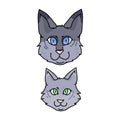 Cute cartoon munchkin cat face set vector clipart. Pedigree kitty breed for cat lovers. Purebred grey domestic kitten