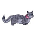 Cute cartoon munchkin cat with pink bow vector clipart. Pedigree kitty breed for cat lovers. Purebred grey domestic