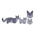 Cute cartoon munchkin cat set vector clipart. Pedigree kitty breed for cat lovers. Purebred grey domestic kitten for pet