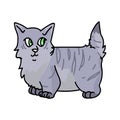 Cute cartoon munchkin kitten vector clipart. Pedigree kitty breed for cat lovers. Purebred grey domestic kitten for pet