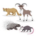 Cute cartoon North America and Europe animals set. Puma cougar, opossum big horn sheep urial and porcupine. Vector drawings for ki