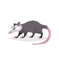 Cute cartoon opossum. North America wild animal. Vector drawing for kid and child books.