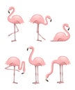 Cute cartoon peach pink flamingo set. Funny flamingo collection. Cartoon animal character design. Flat vector illustration Royalty Free Stock Photo