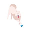 Cute cartoon playful samoyed dog vector flat illustration. White fluffy domestic animal playing with ball isolated on