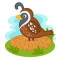 cute cartoon quail character on white background