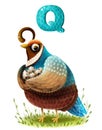 Cute cartoon quail with eggs and with the letter of the alphabet