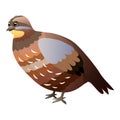 Cute cartoon quail isolated on a white background. Flat style.