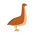 Cute cartoon quail vector illustration