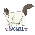 Cute cartoon ragdoll cat with text vector clipart. Pedigree kitty breed for cat lovers. Purebred domestic cat for pet