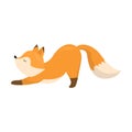 Cute fox stretching on four legs. Vector illustration isolated on white background Royalty Free Stock Photo