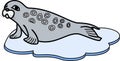 Cute cartoon Ringed seal on ice floe