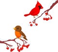 Cute cartoon robin bird and cardinal bird on the berry tree