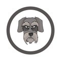 Cute cartoon Schnauzer face in circle dog vector clipart. Pedigree kennel doggie breed for kennel club. Purebred