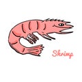 Cute cartoon shrimp