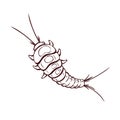 Cute cartoon silverfish, a bathroom pest, macro