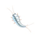 Cute cartoon silverfish, a bathroom pest, macro