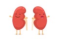 Cute cartoon smiling healthy kidney character. Human genitourinary system internal organ vector illustration