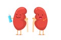 Cute cartoon smiling healthy kidney character with water bottle. Human genitourinary system internal organ anatomy