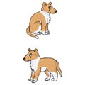 Cute Cartoon Smooth Collie Puppy Vector Clipart. Pedigree Kennel Doggie Breed For Kennel Club. Purebred Domestic Dogs