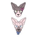 Cute cartoon sphynx face cat boy and girl vector clipart. Pedigree exotic kitty breed for cat lovers. Purebred domestic
