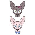 Cute cartoon sphynx face kitten boy and girl vector clipart. Pedigree exotic kitty breed for cat lovers. Purebred