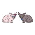 Cute cartoon sphynx kitten boy and girl vector clipart. Pedigree exotic kitty breed for cat lovers. Purebred domestic