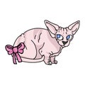 Cute cartoon sphynx kitten with pink bow vector clipart. Pedigree exotic kitty breed for cat lovers. Purebred domestic