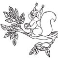 Cute cartoon squirrel with a nut sitting on branch. Outlined for coloring book.