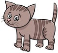 cute cartoon tabby kitten comic animal character