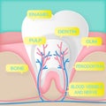 Cute cartoon tooth structure