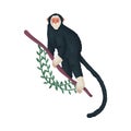 Cute tropical black monkey with a white face on a branch. Vector illustration isolated on white background Royalty Free Stock Photo