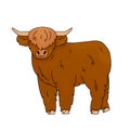 Cute Cartoon vector outline doodle illustration of small Bull Scottish highland cow kid. Isolated Animal stands on the ground on