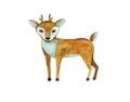 Cute cartoon watercolor painted deer baby isolated on white background. Royalty Free Stock Photo