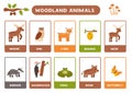Cute cartoon woodland animals with names. Flashcards for learning English