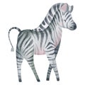 Cute cartoon zebra. African savannah animal. Watercolor illustration of an animal. Royalty Free Stock Photo