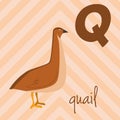 Cute cartoon zoo illustrated alphabet with funny animals: Q for Quail. Royalty Free Stock Photo