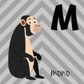 Cute cartoon zoo illustrated alphabet with funny animals. Spanish alphabet: M for Mono. Royalty Free Stock Photo